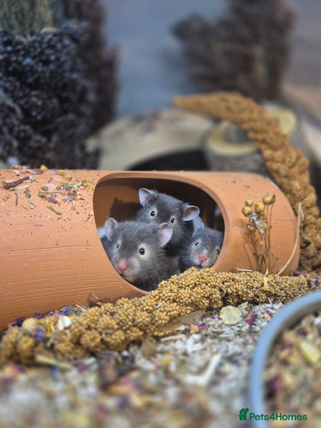 Hamster rodents for sale: 8 week old Female Sable Pedigree Syrian Hamster - Image 1
