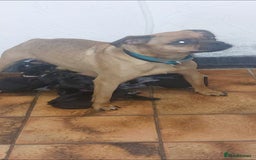 Mixed Breed dogs for sale: Cocker spaniel x Jug puppies  - Image 5