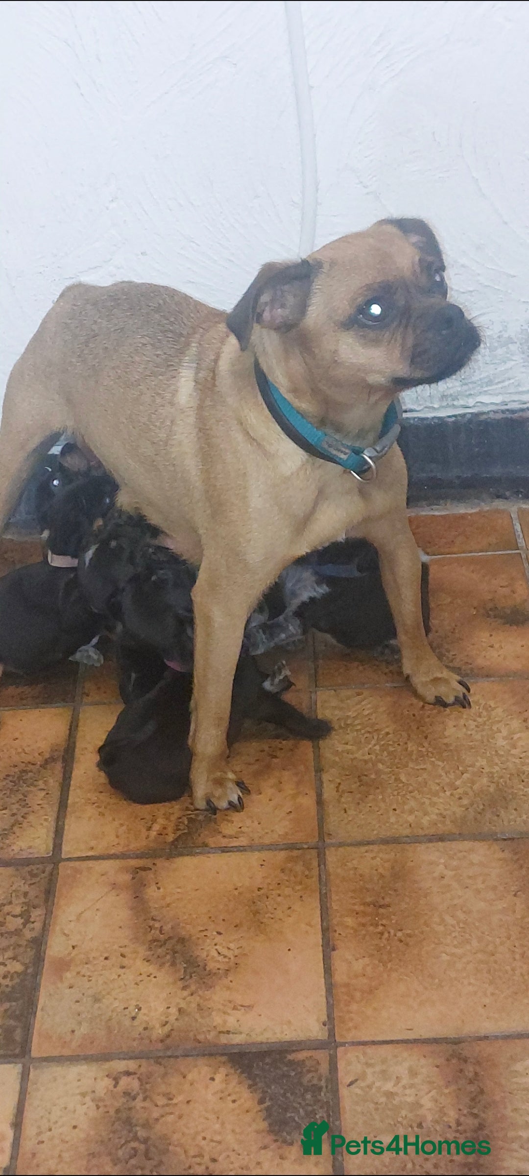 Mixed Breed dogs for sale: Cocker spaniel x Jug puppies  - Image 5