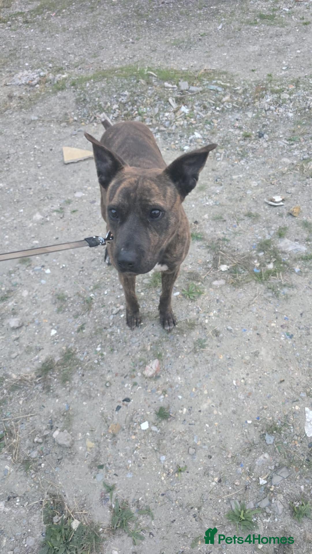 Mixed Breed dogs for sale:  DutchShepherd - Advert 22