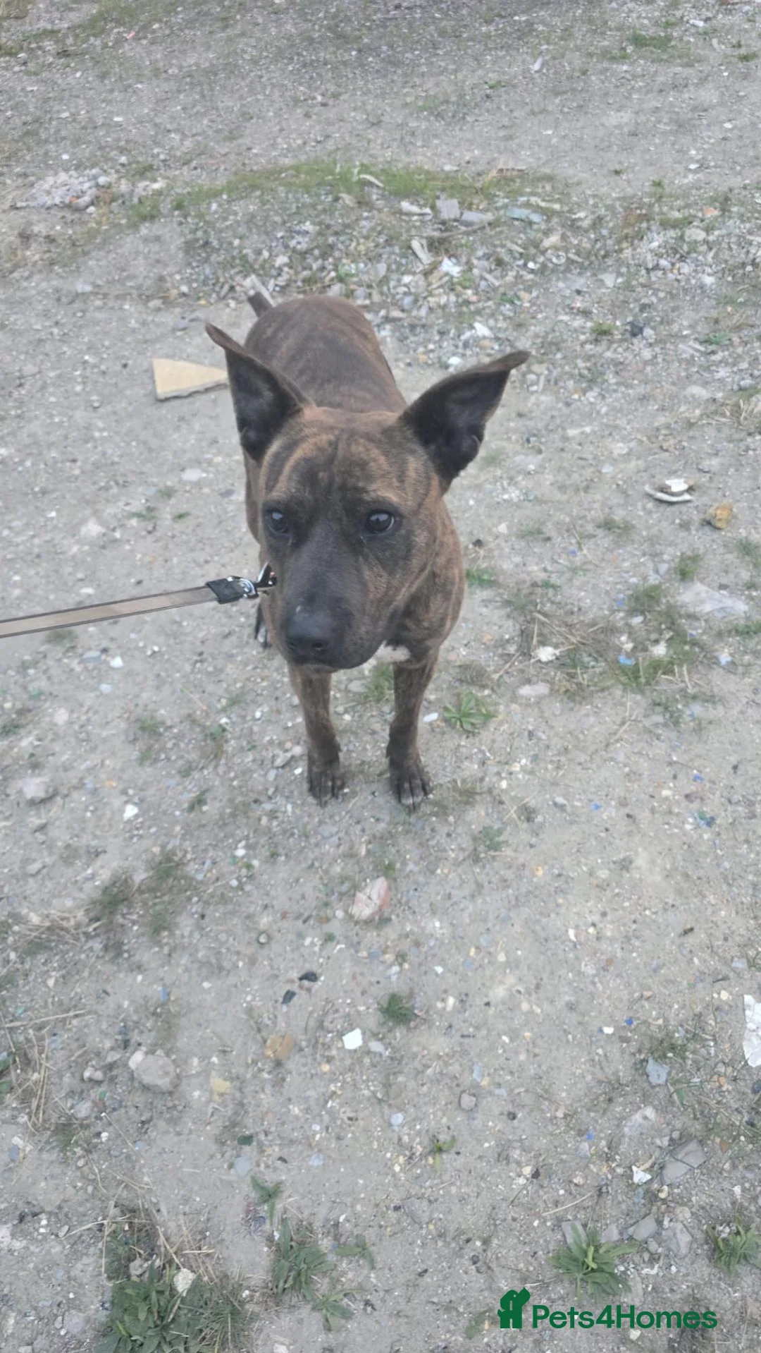 Mixed Breed dogs for sale:  DutchShepherd in Dagenham - Advert 1