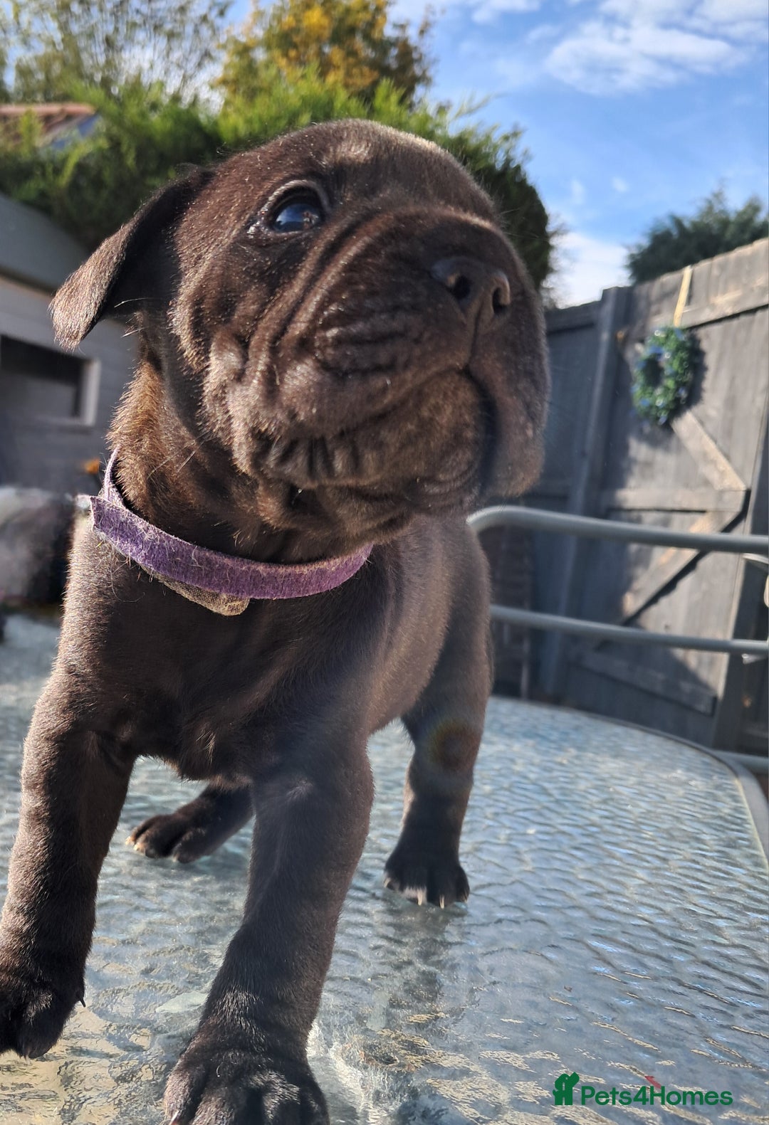 Mixed Breed dogs for sale: Frenchbulldog cross puppies  - Image 15