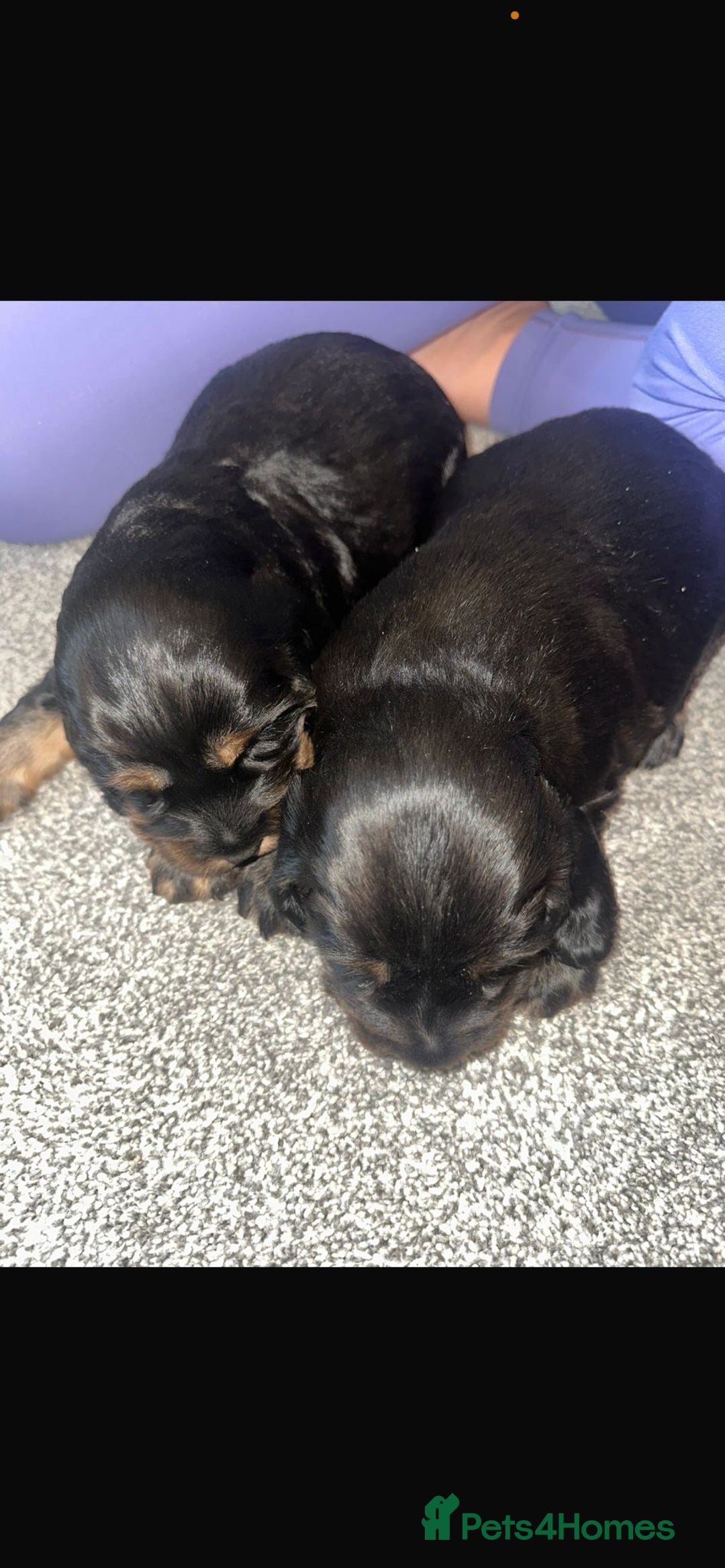 Cocker Spaniel dogs for sale: 2 boy cocker spaniel puppies  - Image 8