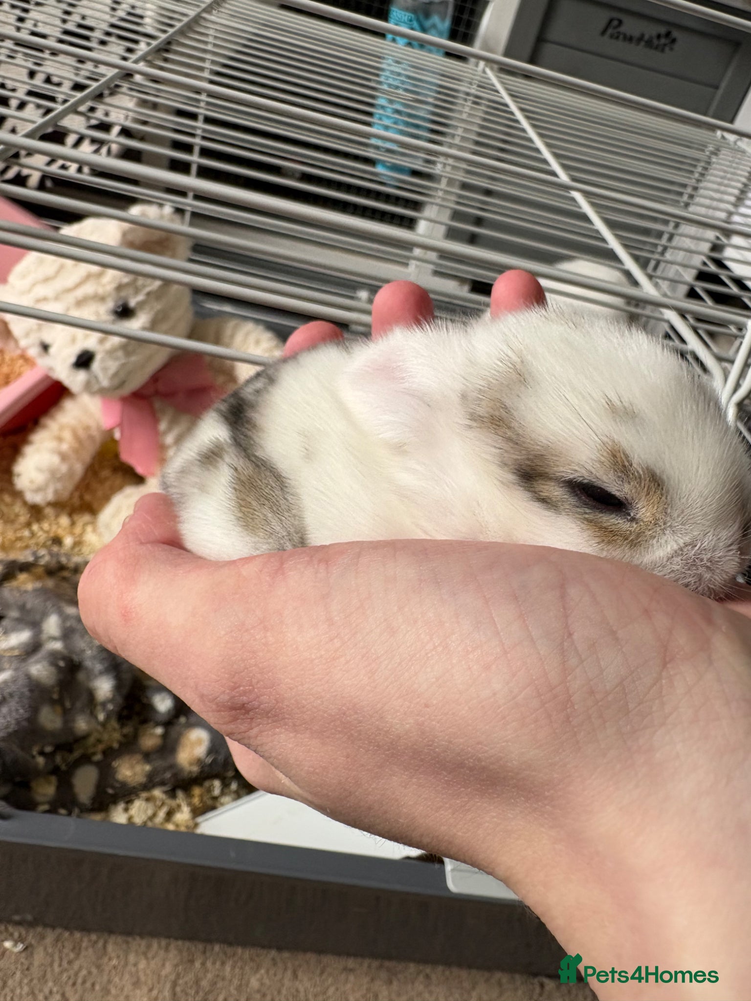 Mini Lop rabbits for sale: mini lop babies  in Callander - Advert 5
