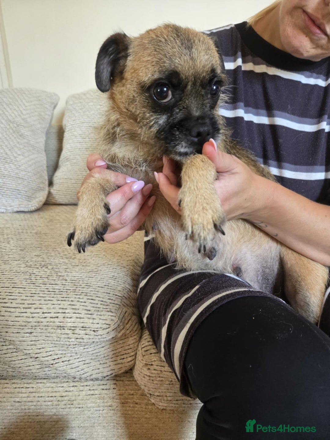 Mixed Breed dogs for sale: 6 jug x cavachon pups for sale  - Image 18