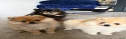 Pomeranian dogs for sale: Beautiful Miniature Pomeranian  - Advert 16