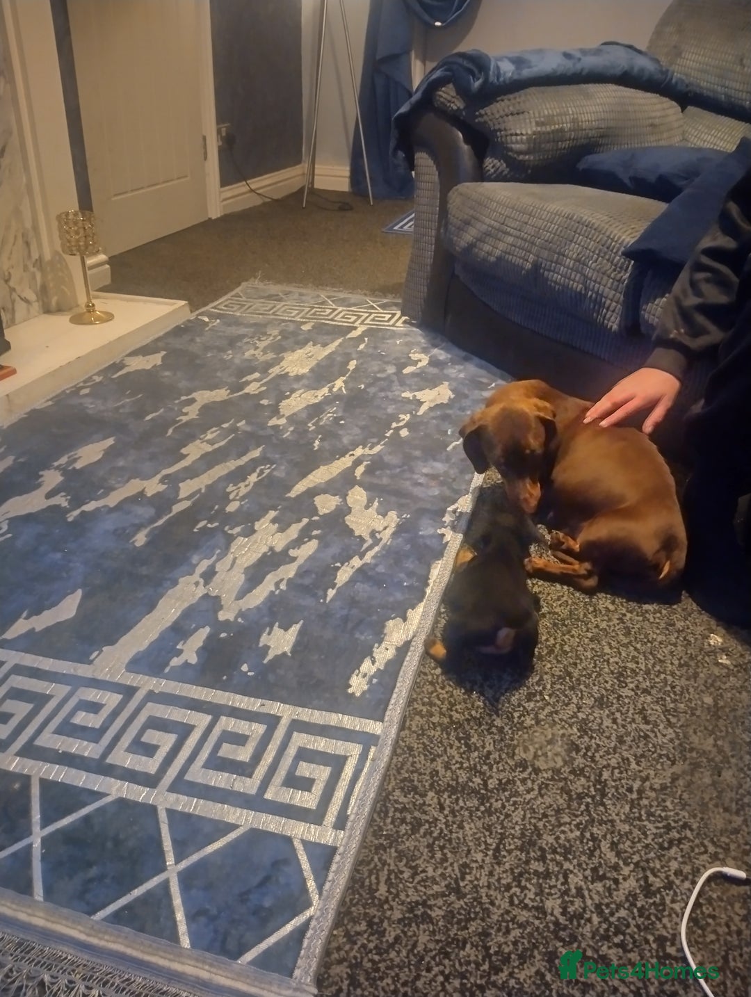 Miniature Dachshund dogs for sale: Miniature dachshund puppies - Advert 10