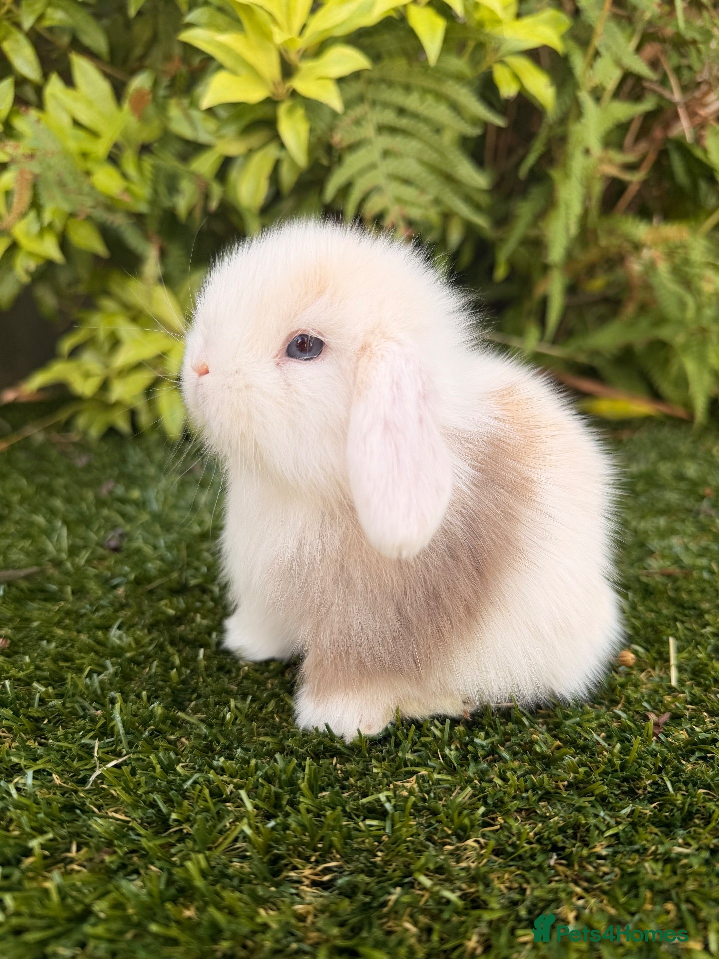Mini Lop rabbits Mini lops  - Advert 13