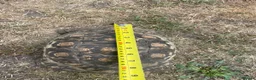 Tortoise reptiles for sale: Leopard tortoises for sale  - Advert 4