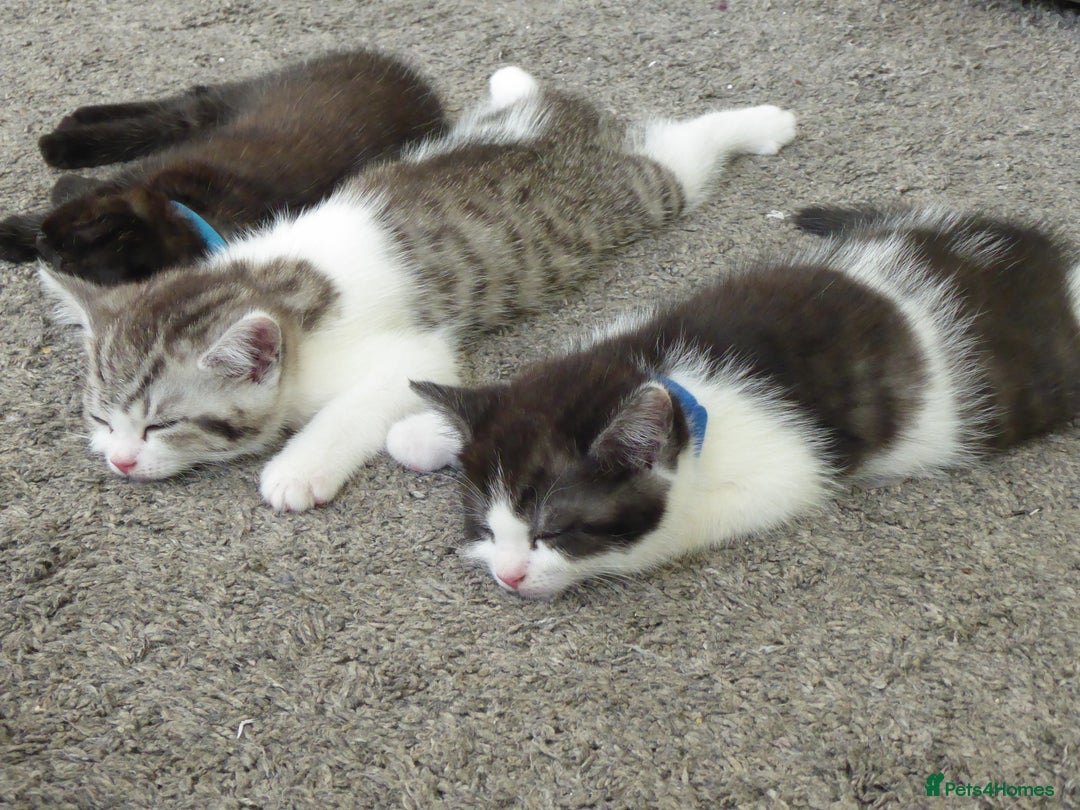 Mixed Breed cats for sale: British shorthaired mixed breed kittens - Image 10
