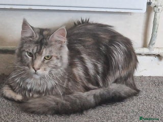 Maine Coon cats in Chesterfield - Advert 12