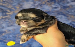 Shih Tzu dogs for sale: Beautiful Shih Tzu Puppies  - Image 7