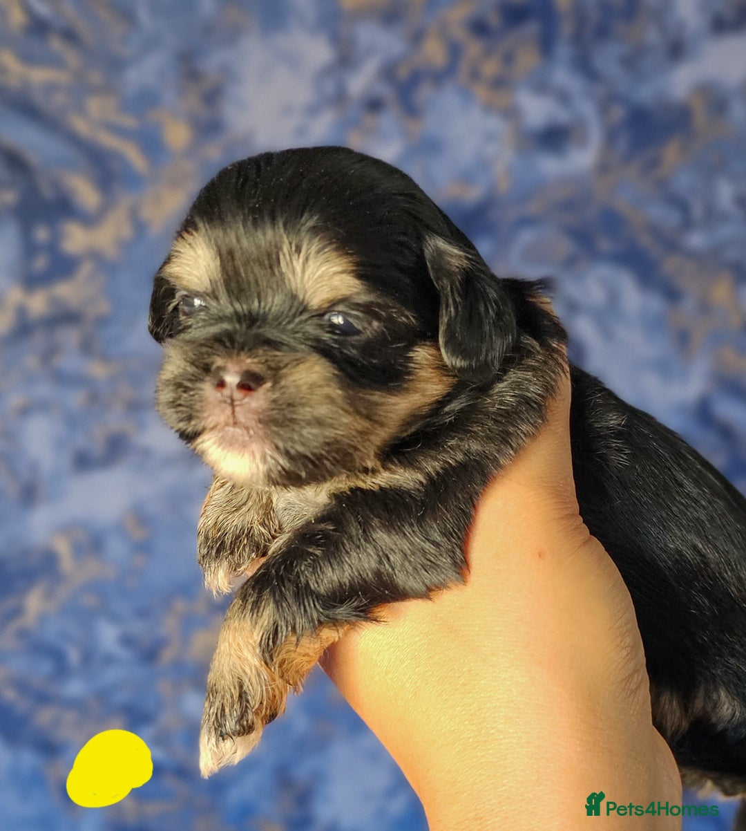 Shih Tzu dogs for sale: Beautiful Shih Tzu Puppies  - Image 7