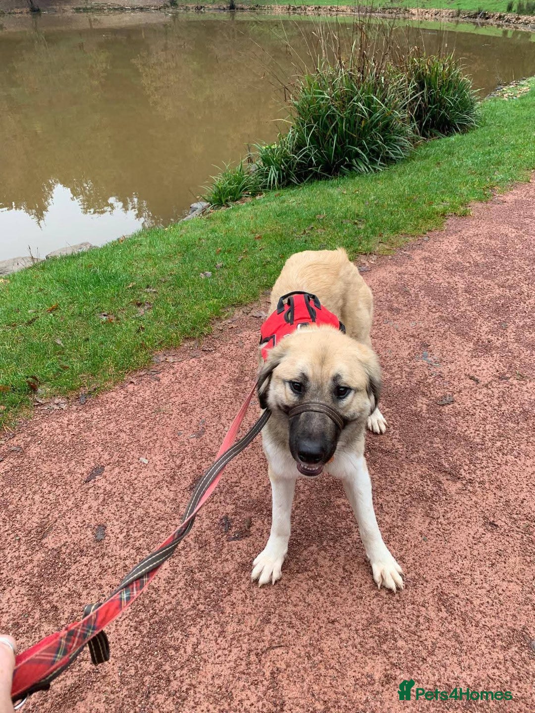 Mixed Breed dogs for adoption: Meet Frosty, currently residing in Gloucester  - Advert 3