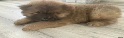 Chow Chow dogs for sale: Chow Chow puppies in Bristol - Advert 3