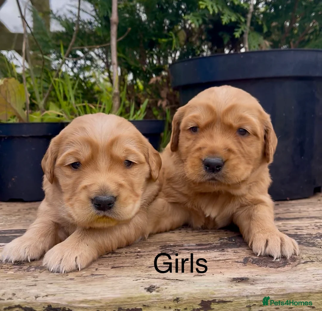 Golden Retriever dogs for sale: KC Reg Golden Retriever Puppies Health Tested - Advert 2