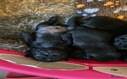 Pug dogs for sale: Beautiful kc Black pug pups - Image 2
