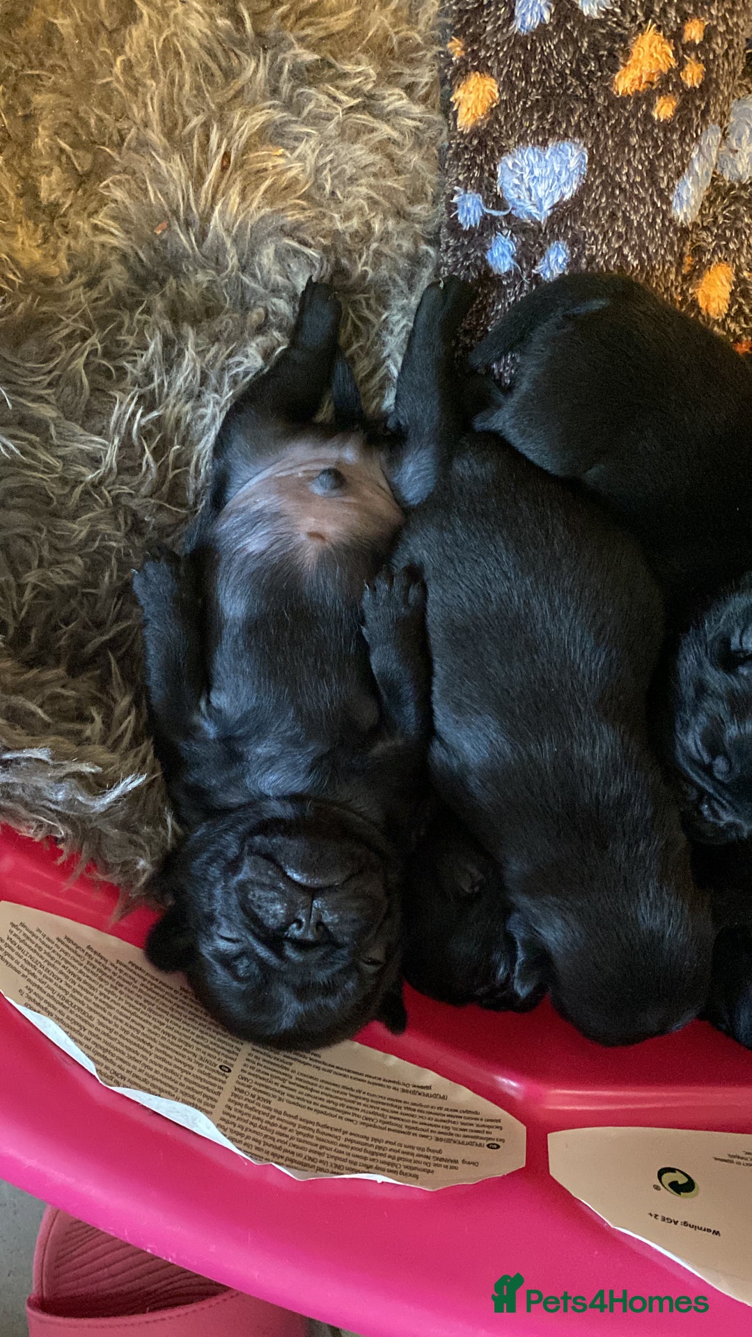 Pug dogs for sale: Beautiful kc Black pug pups - Image 2