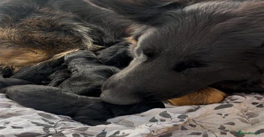 German Shepherd dogs - Advert 4