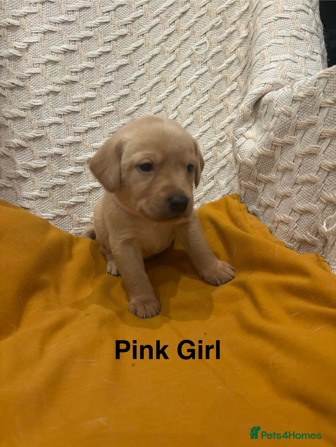 Labrador Retriever dogs for sale: 🐾 Working Fox Red Labrador Puppies for Sale!🐾 - Advert 5