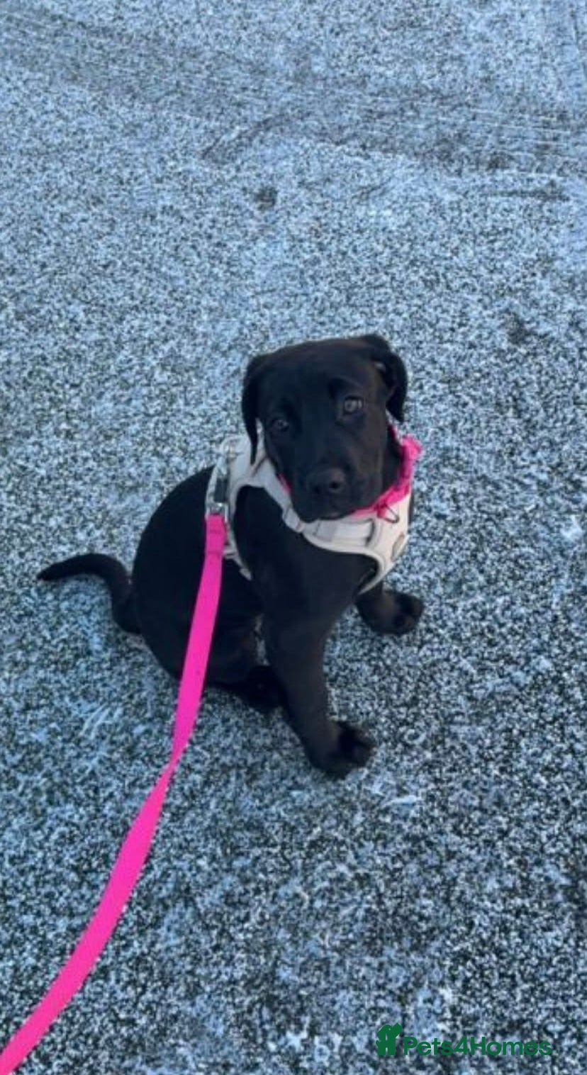 Mixed Breed dogs cane corse & Presa canario puppy  - Advert 16