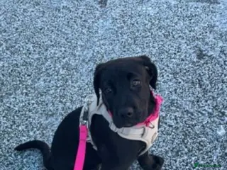 Mixed Breed dogs cane corse & Presa canario puppy - Advert 16