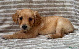 Golden Retriever dogs for sale: Ready🏡 health tested Golden Retriever babies🤍🧬 - Image 14