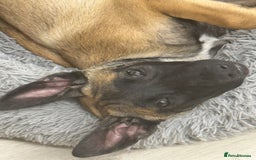 Belgian Shepherd Dog dogs for sale: Belgian malinois puppies  - Image 17