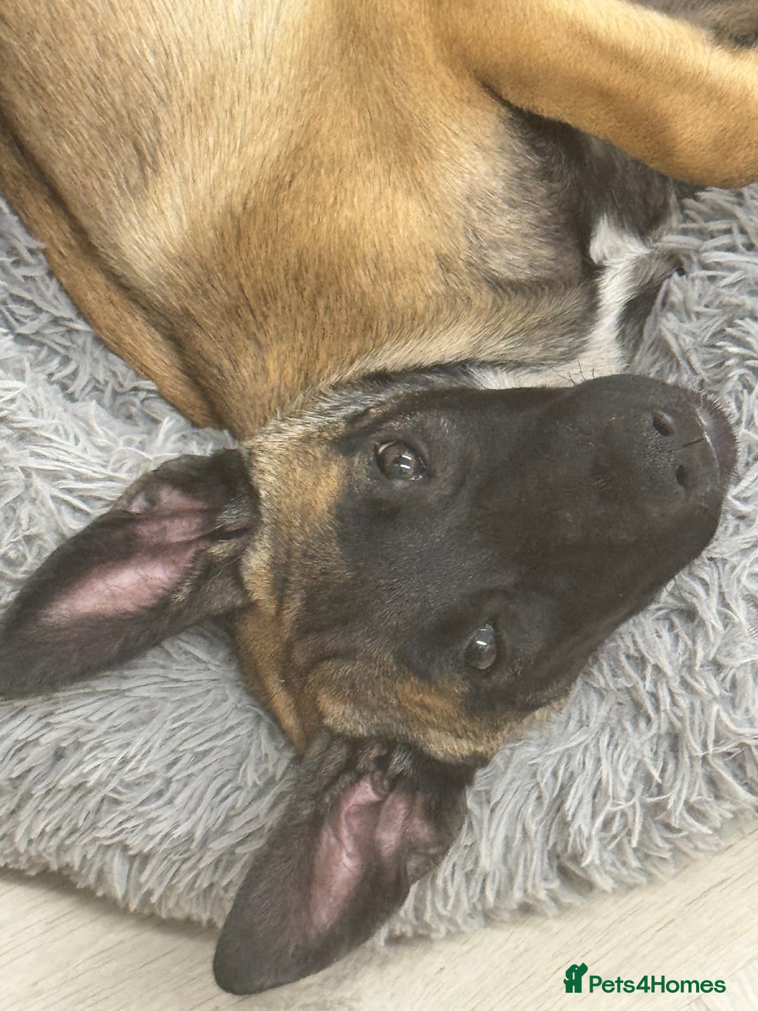 Belgian Shepherd Dog dogs for sale: Belgian malinois puppies  - Image 17