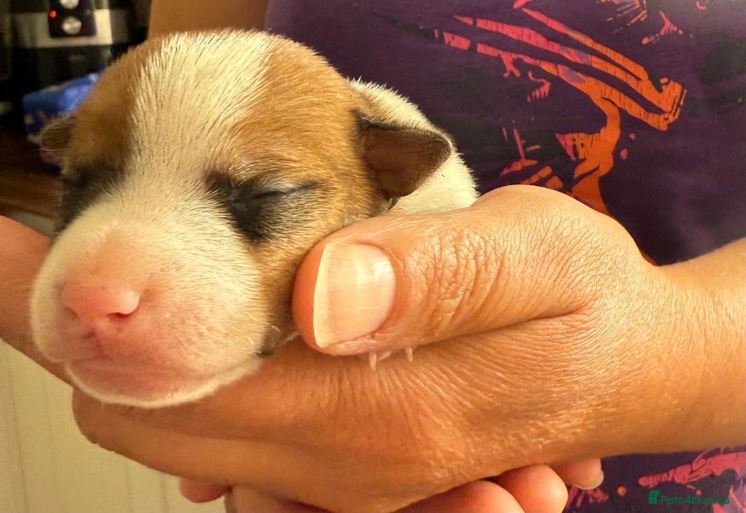 Jack Russell dogs for sale: Bred From Health Tested Parents - Image 6