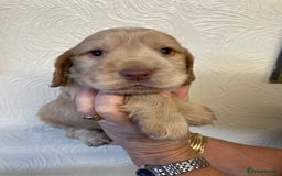 Cocker Spaniel dogs for sale: SHOW TYPE COCKER SPANIEL PUPS - Image 14