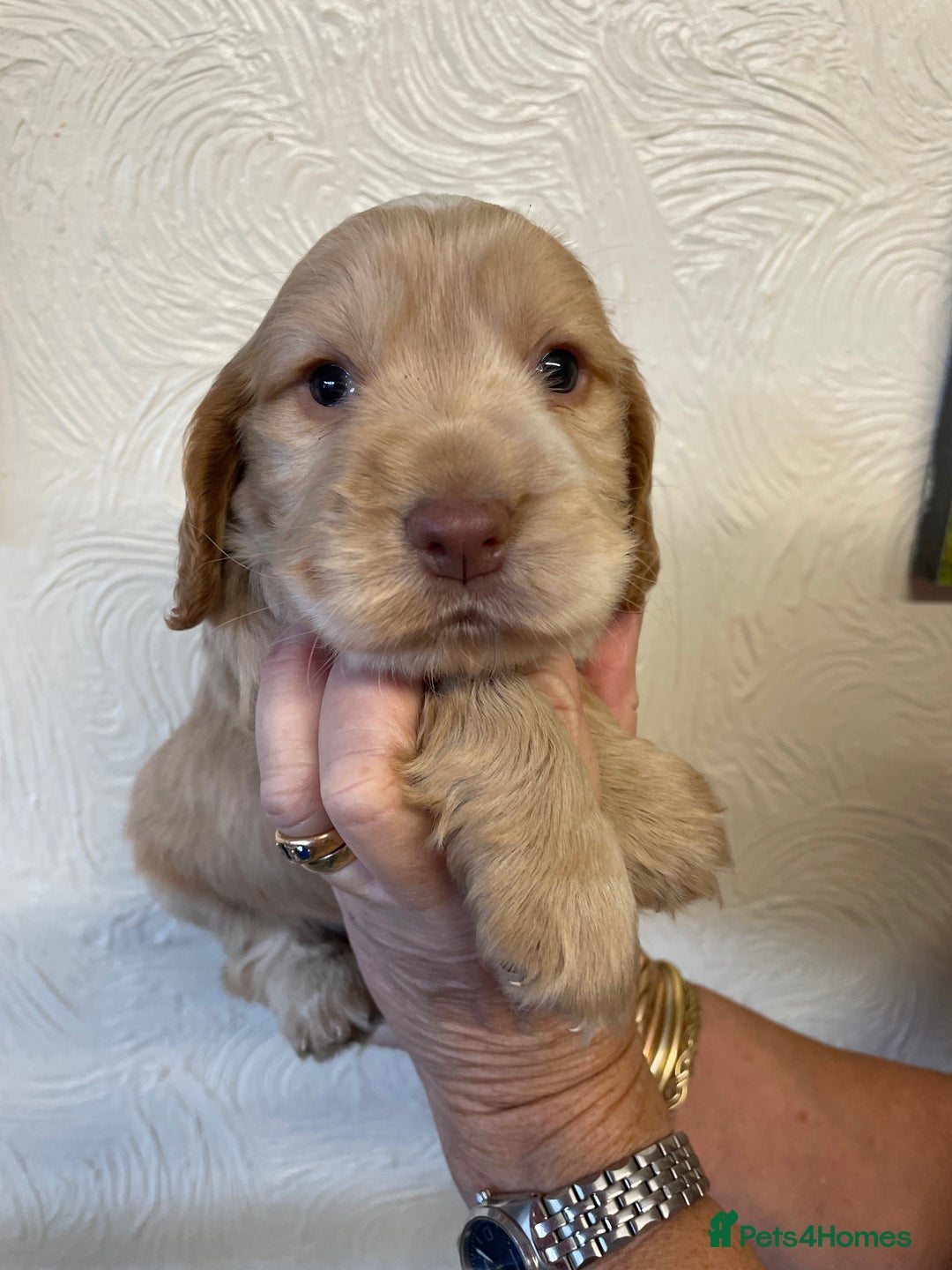 Cocker Spaniel dogs for sale: SHOW TYPE COCKER SPANIEL PUPS - Image 14