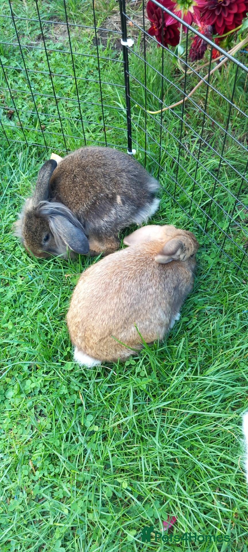 Lionhead rabbits Lionhead mini lop - Advert 2