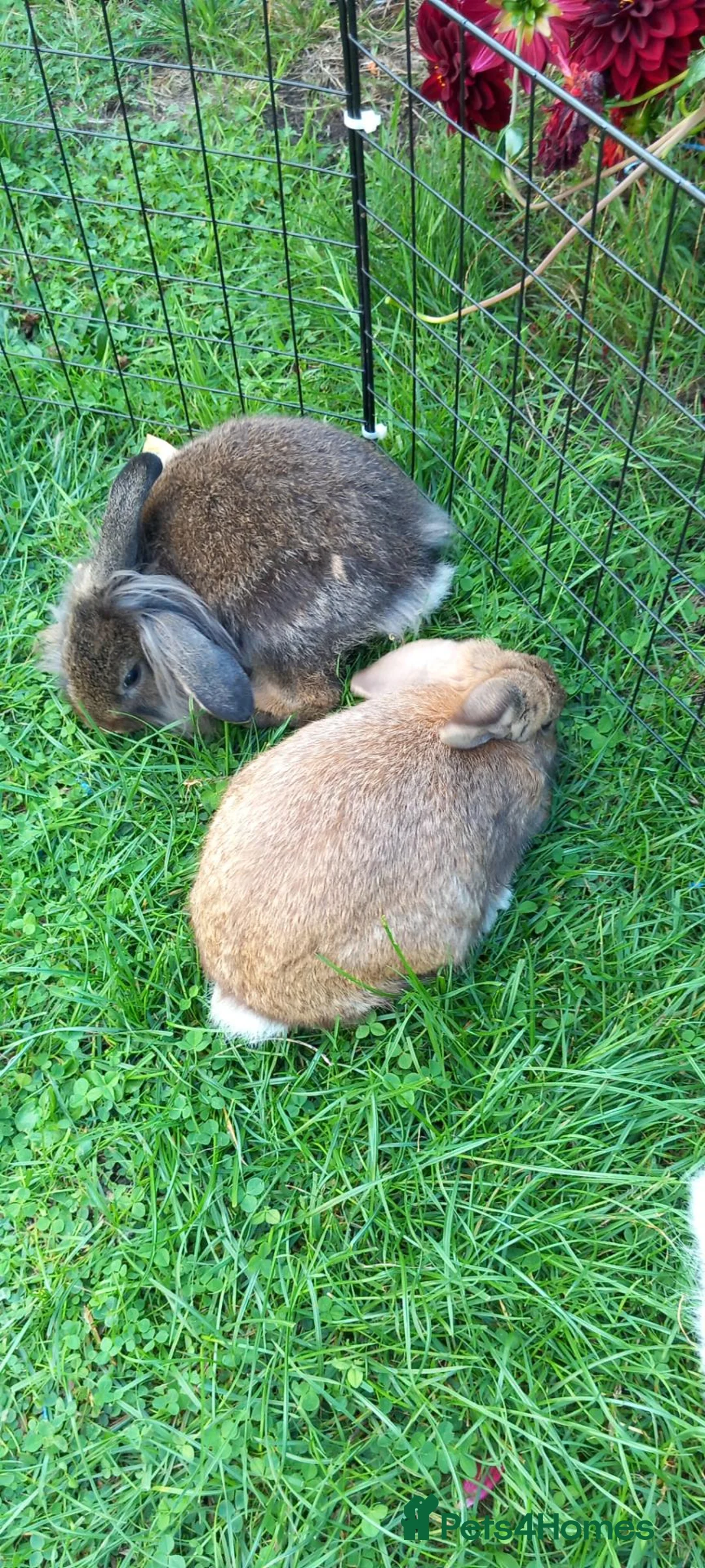 Lionhead rabbits for sale: Lionhead mini lop - Advert 1