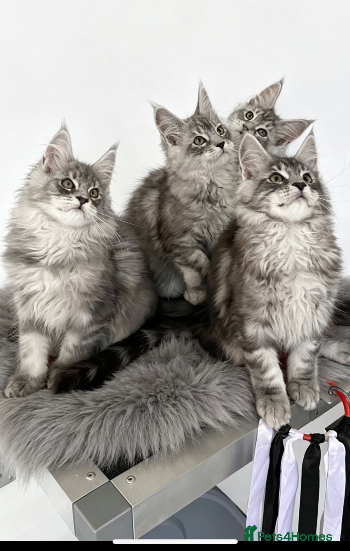 Maine Coon cats GCCF registered Maine Coons - Advert 1