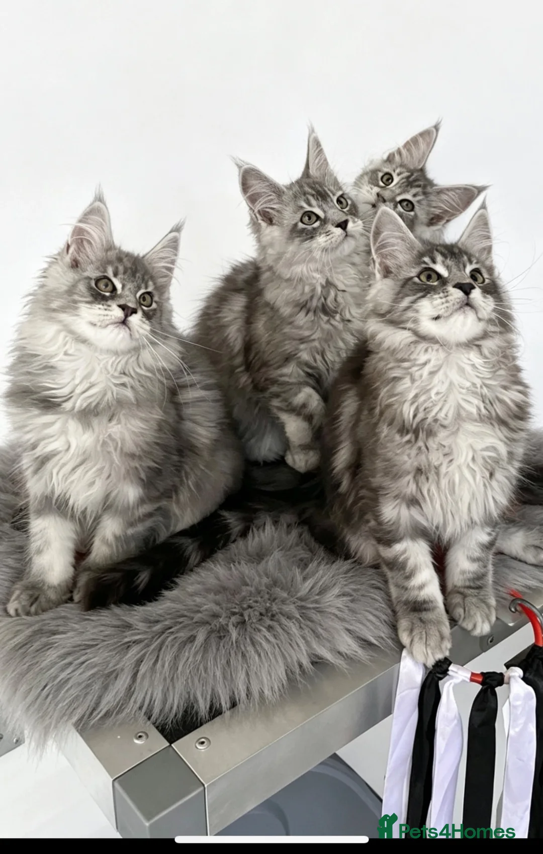 Maine Coon cats for sale: GCCF registered Maine Coons - Advert 1