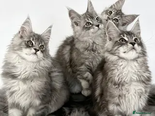 Maine Coon cats GCCF registered Maine Coons - Advert 1