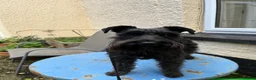 Miniature Schnauzer dogs for stud: Black Minature Shnauzer available for stud.  in Seaton - Advert 3