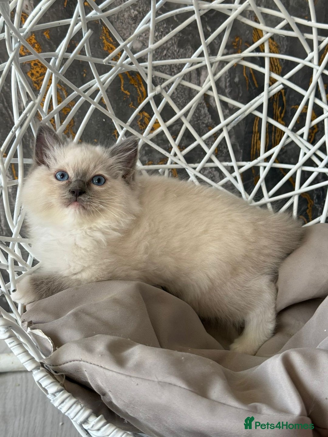 Ragdoll cats for sale: GCCF Registered Ragdoll Blue Point . Ready to go  - Image 2