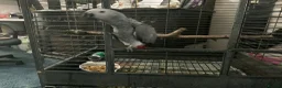Parrots birds for sale: BABY GONGO AFRICAN GREY  - Advert 3