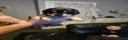 Mixed Breed dogs for sale: Gorgeous litter of cockerdor x sprollie pups in Fleetwood - Advert 14