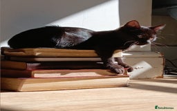 Mixed Breed cats for sale: Gorgeous black kittens - Image 2