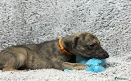 Whippet dogs for sale: KC Registered Whippet Puppies Scotland - Image 9