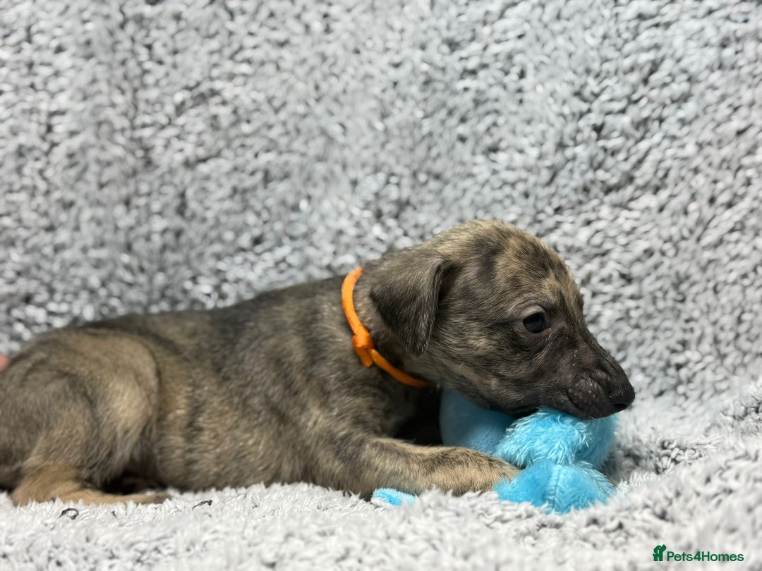 Whippet dogs for sale: KC Registered Whippet Puppies Scotland - Image 9