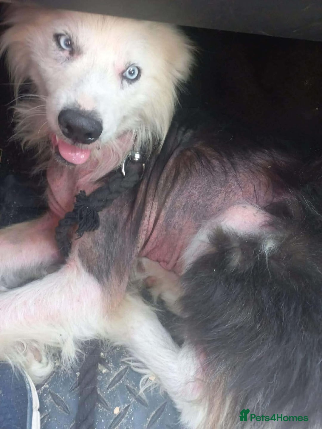 Border Collie dogs for adoption: Blue - Norwich Norfolk  - Advert 16