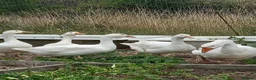 Waterfowl poultry for sale: Hatching eggs for sale - Advert 3