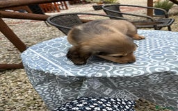 Dachshund dogs for sale: Long haired miniature dachshunds - Image 4