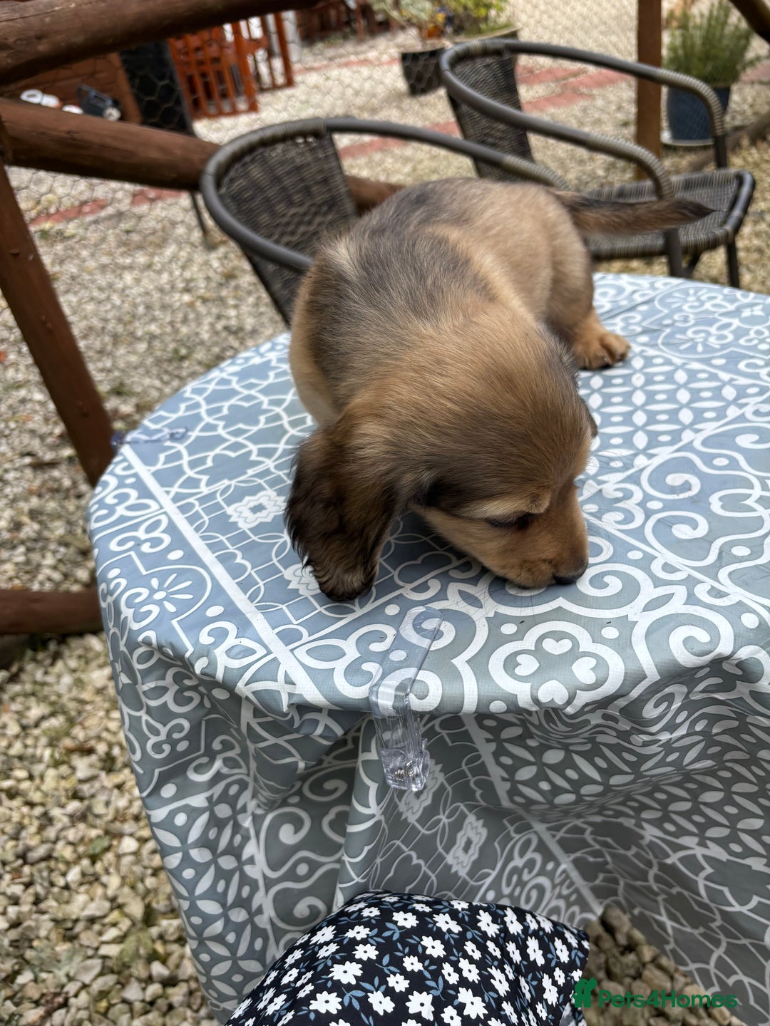 Dachshund dogs for sale: Long haired miniature dachshunds - Image 4