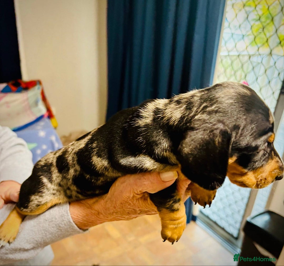 Miniature Dachshund dogs for sale: calm cuties silver dachshund mini dapples - Image 5