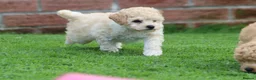 Poochon dogs for sale: Beautiful Poochon puppies for sale  - Advert 30
